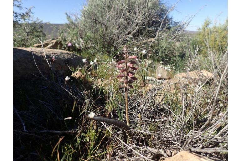 Lachenalia aurioliae -17302