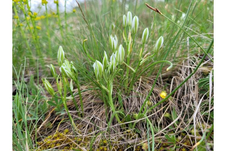 Ornithogalum orthophyllum -17306