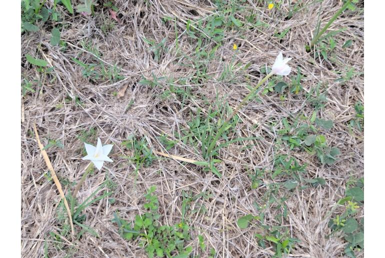 Zephyranthes chlorosolen -17311