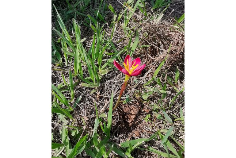 Zephyranthes katheriniae -17313