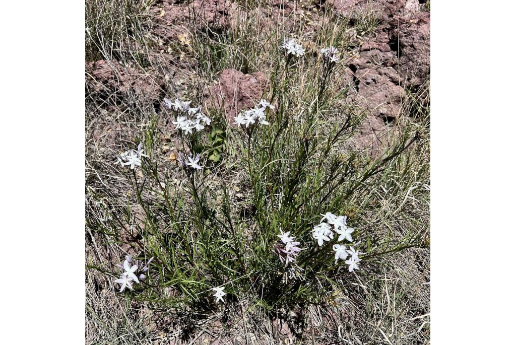 Arizona amsonia