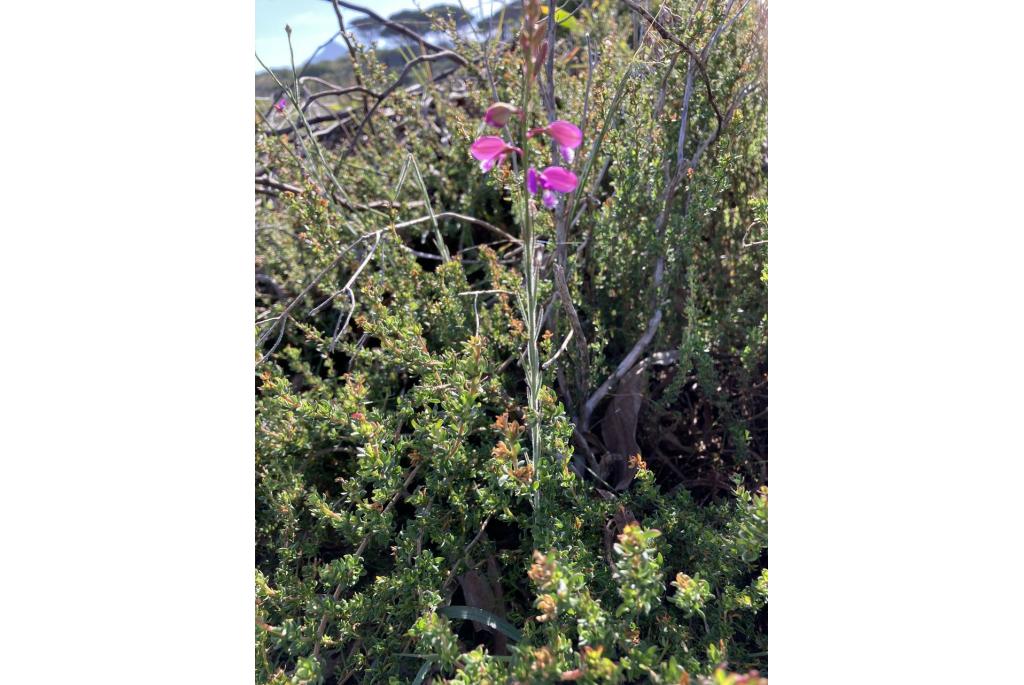 Garcin's Polygala