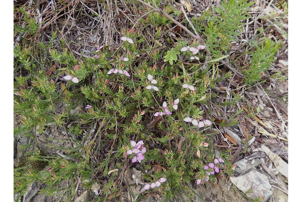 Vlinder Polygala