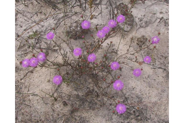 Lampranthus leipoldtii -17343