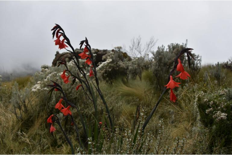 Gladiolus watsonioides -17353