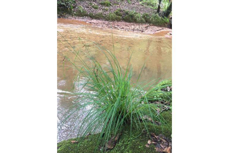 Carex chordalis -17370