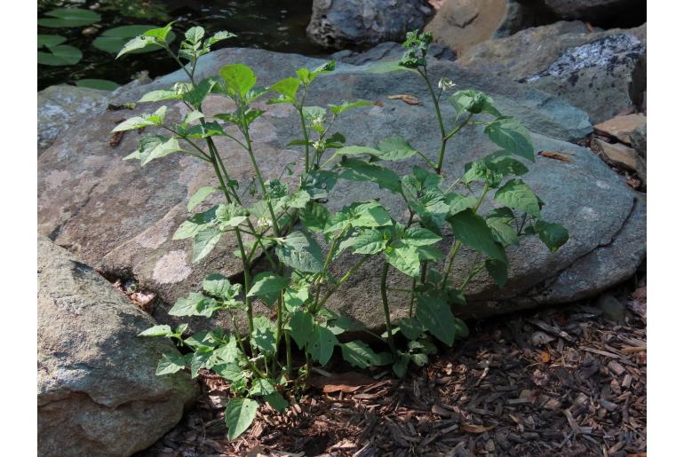 Solanum villosum -17417