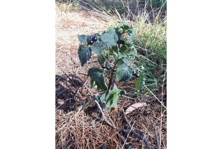 Solanum nigrum -17418