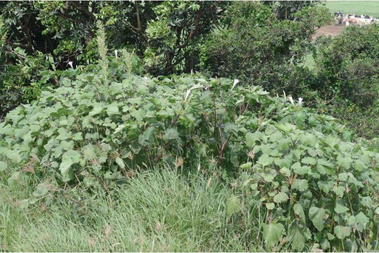 Datura stramonium -17419