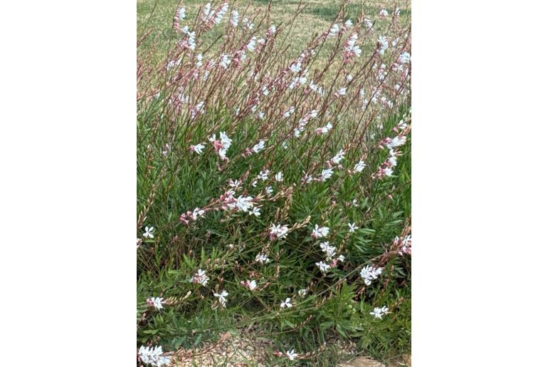 Oenothera lindheimeri -17423