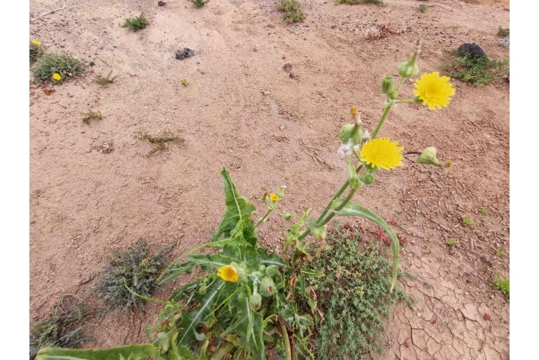 Sonchus oleraceus -17427