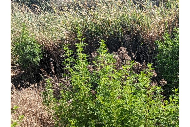 Artemisia annua -17435