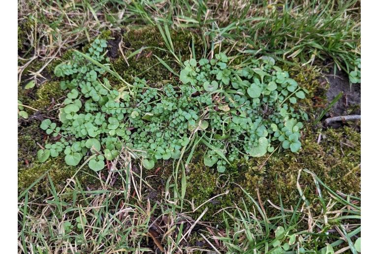 Cardamine hirsuta -17464