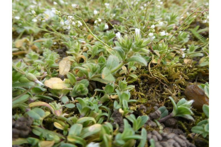 Cerastium glomeratum -17471