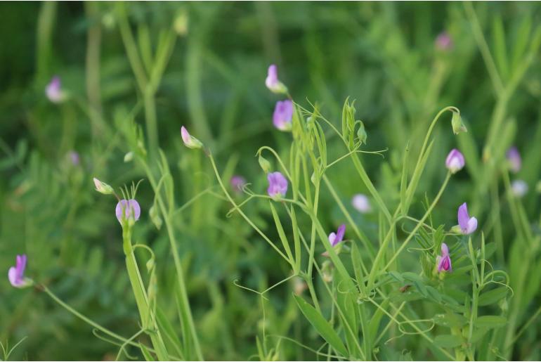 Lathyrus hirsutus -17484