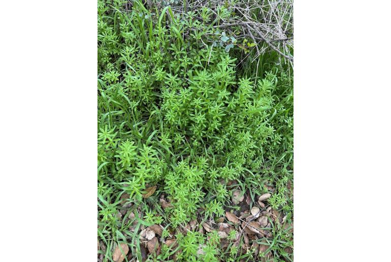 Galium aparine -17488