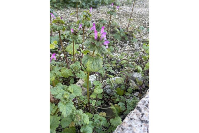 Lamium amplexicaule -17500