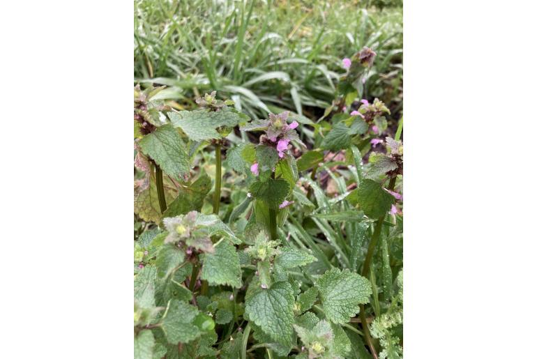 Lamium purpureum -17501