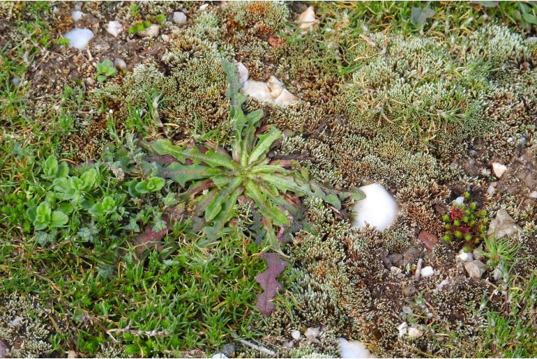 Veronica arvensis -17502