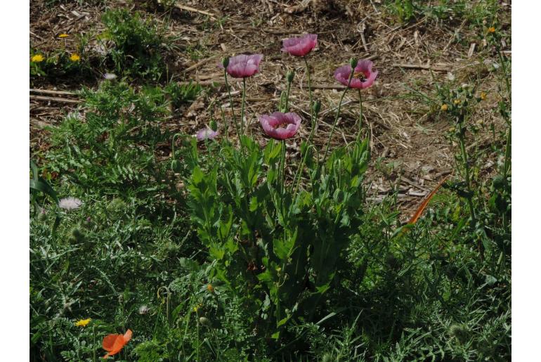 Papaver somniferum -17508