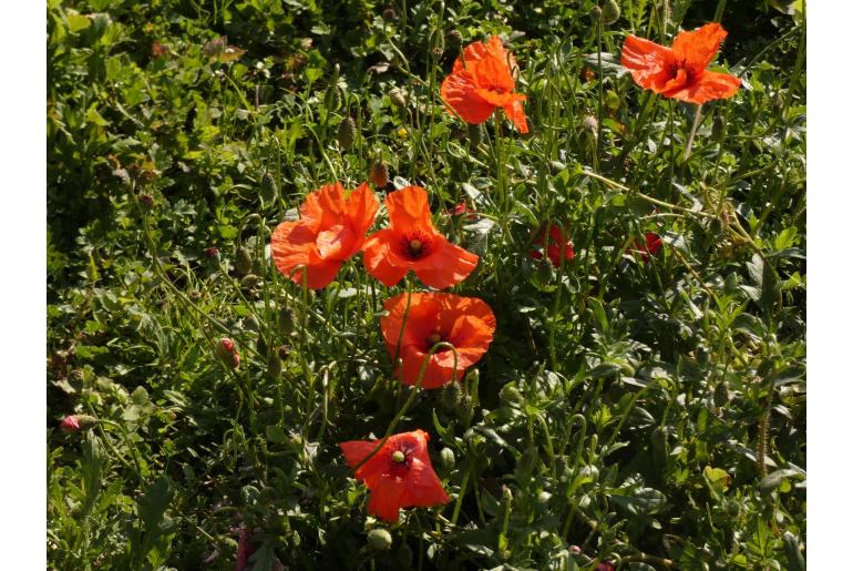 Papaver rhoeas -17509