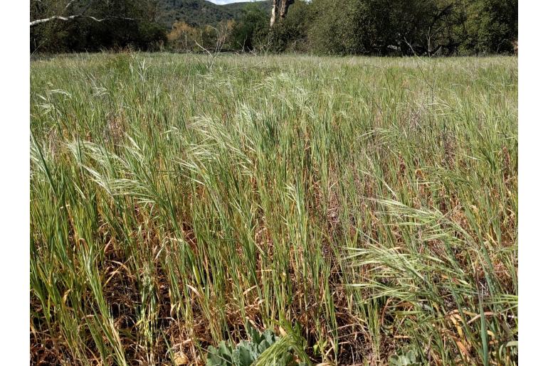 Bromus diandrus -17530