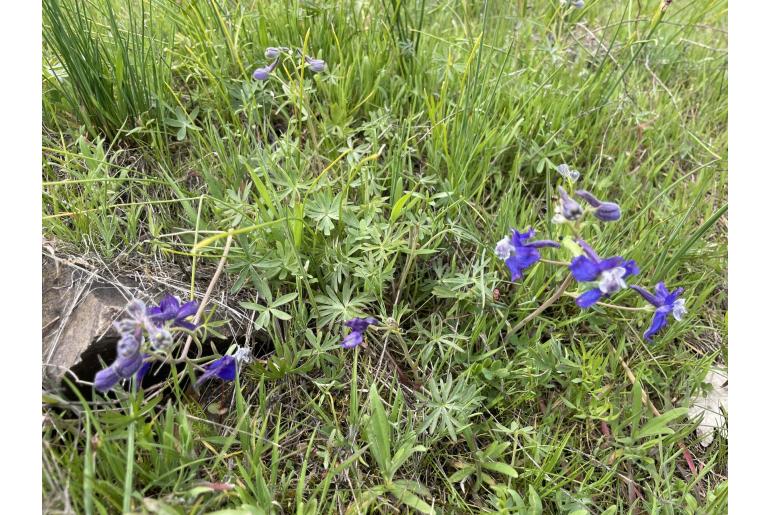 Delphinium nuttallianum -17539