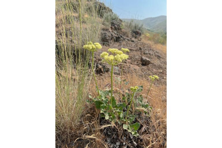 Eriogonum compositum -17541