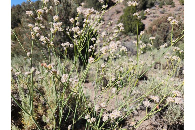 Eriogonum elatum -17542