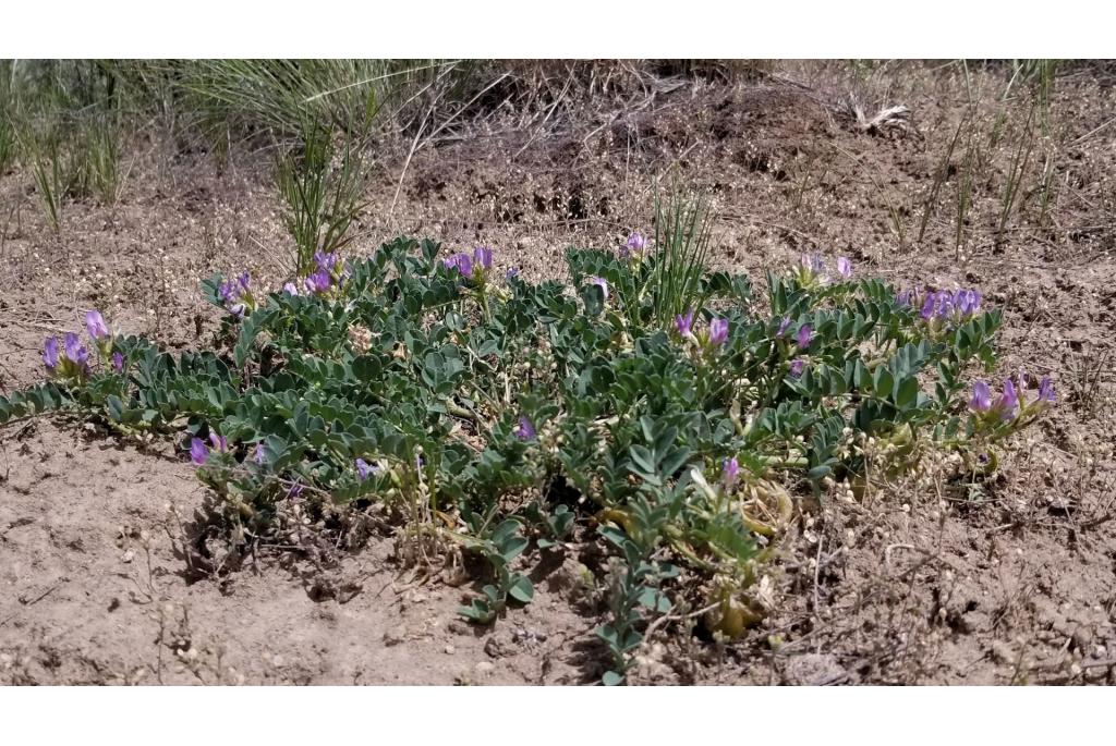 Humboldt rivier astragalus