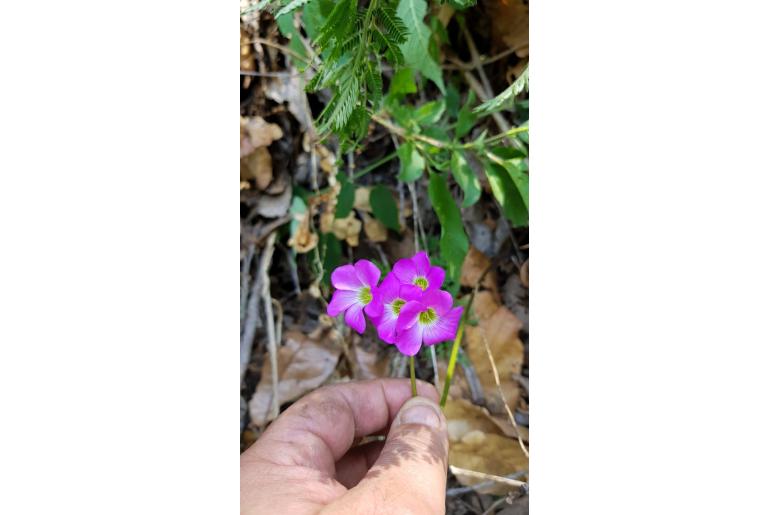 Oxalis lasiandra -17553