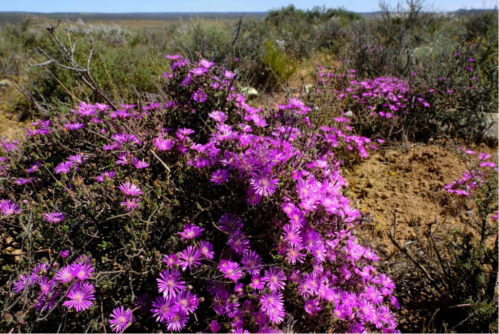 Brede bloemblaadjes drosanthemum