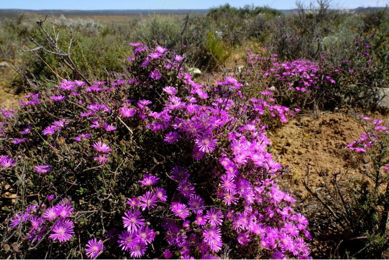 Drosanthemum latipetalum -17554