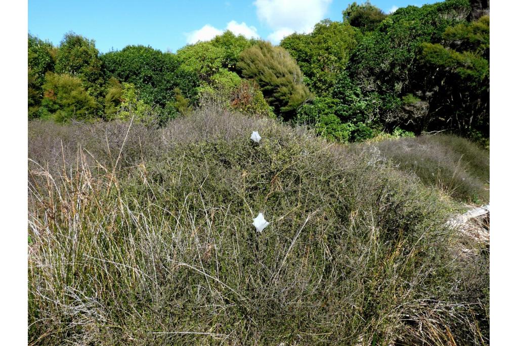 Moeras Plagianthus