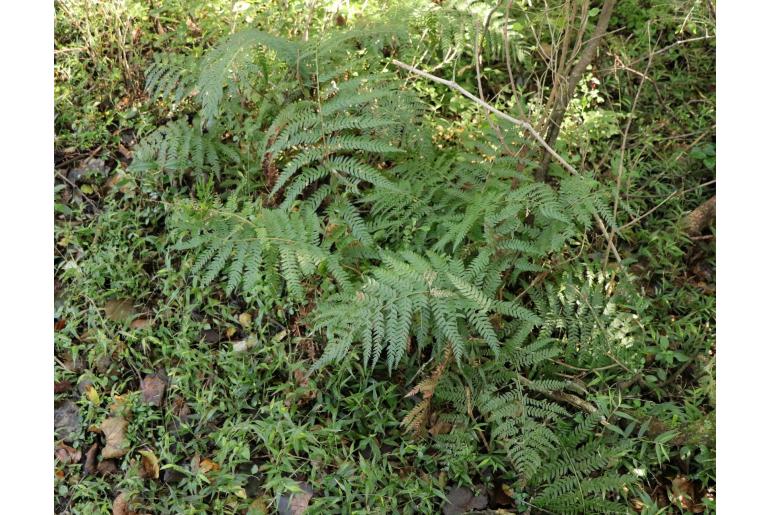 Polystichum incongruum -17564