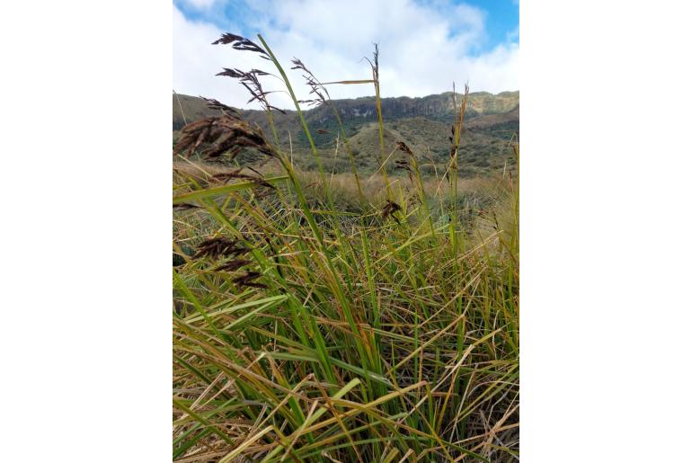 Carex lemanniana -17580