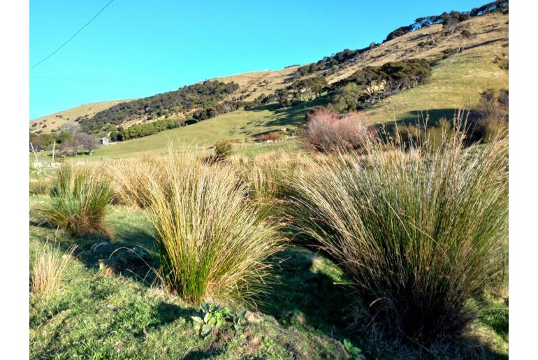 Juncus edgariae -17584