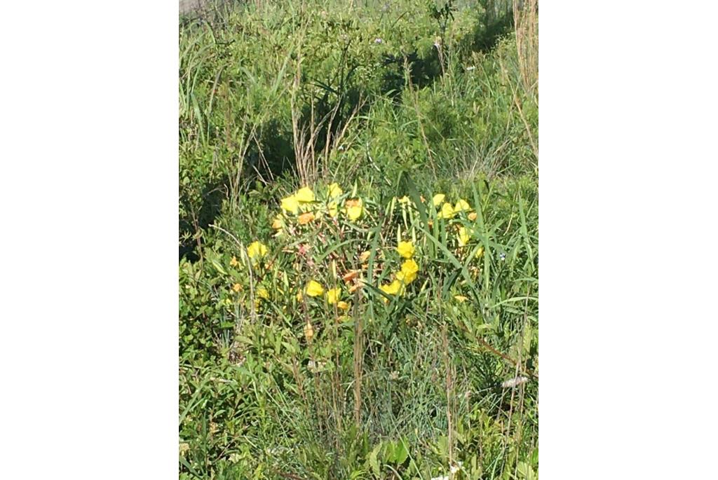 Teunisbloem met grote vruchten