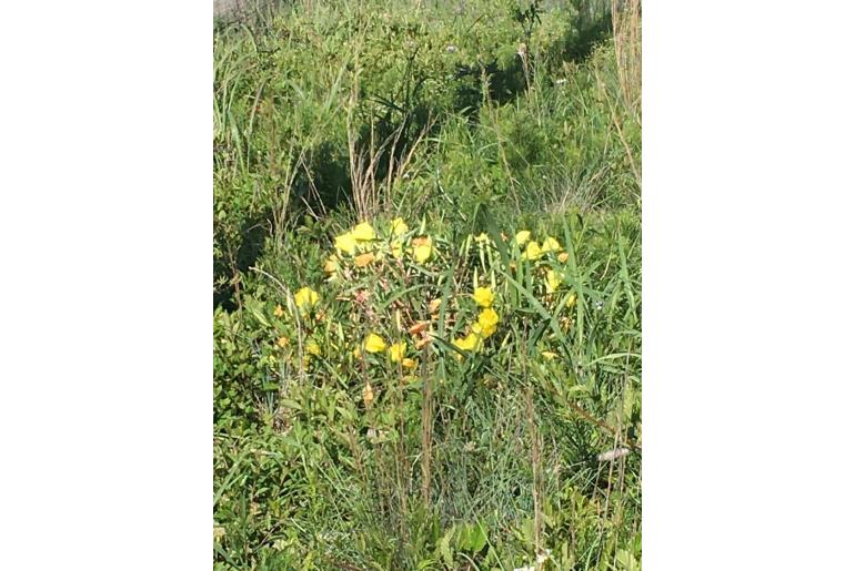 Oenothera macrocarpa -17585