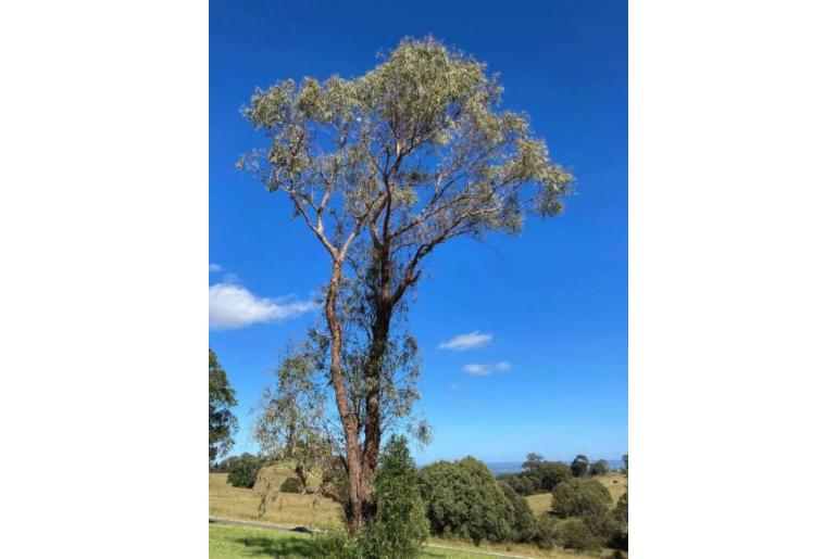 Eucalyptus nova-anglica -17591