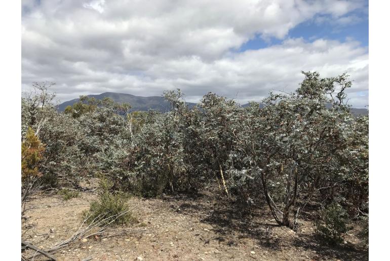 Eucalyptus risdonii -17592