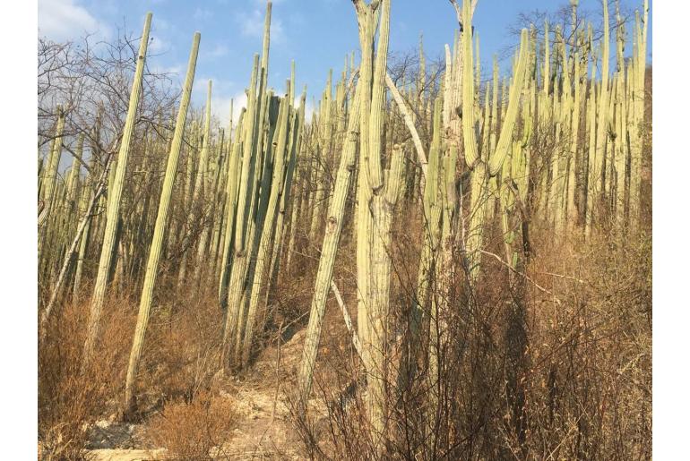 Cephalocereus tetetzo -17604