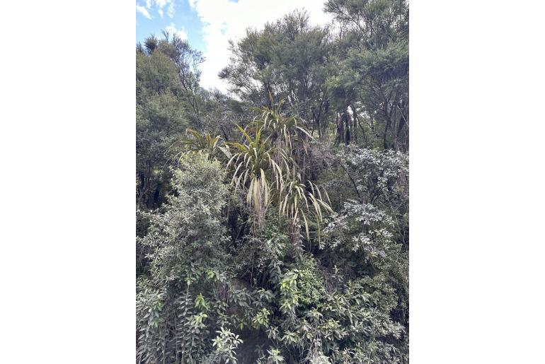 Cordyline banksii -17608