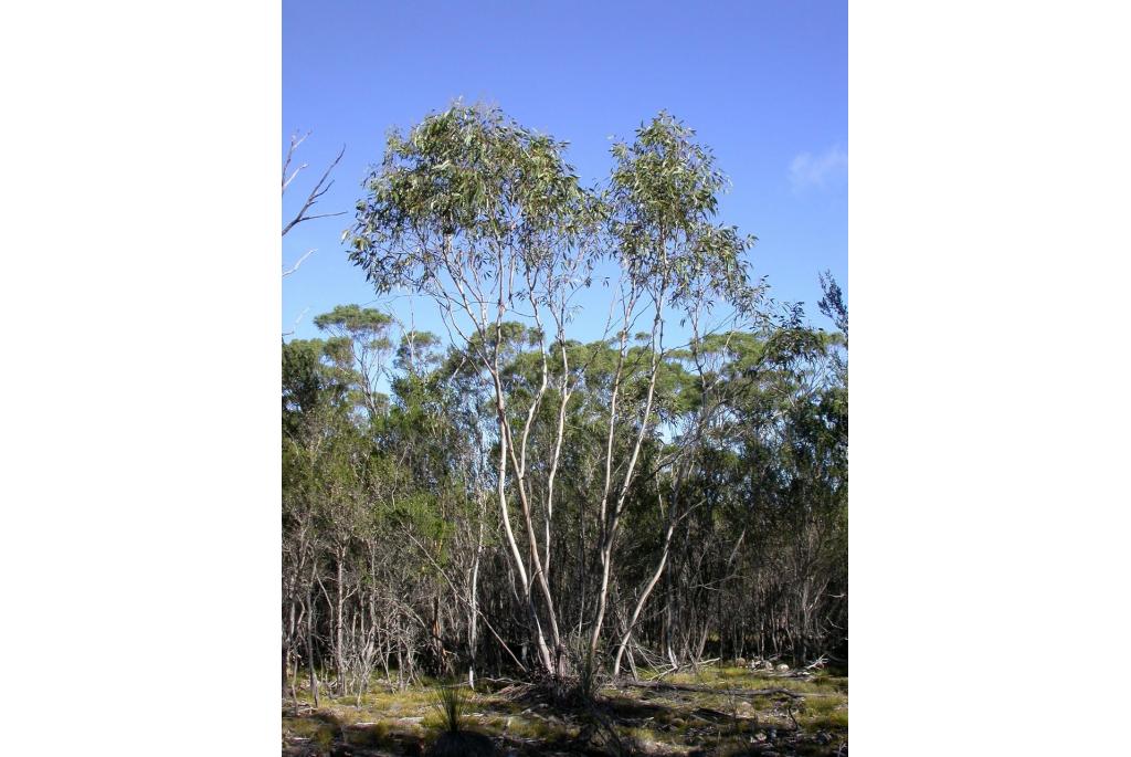 Barber's Eucalyptus