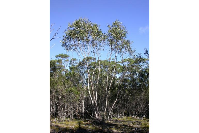 Eucalyptus barberi -17613