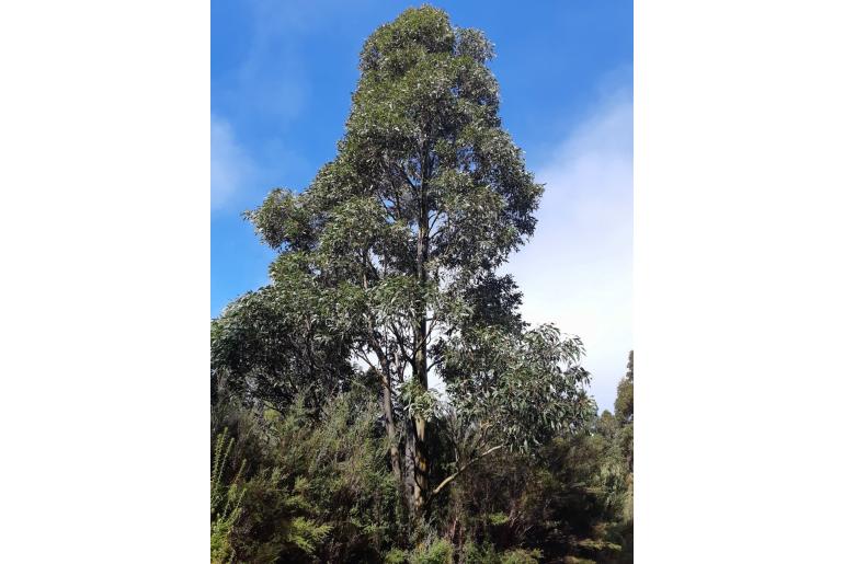 Eucalyptus johnstonii -17615