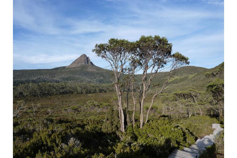 Eucalyptus subcrenulata -17616