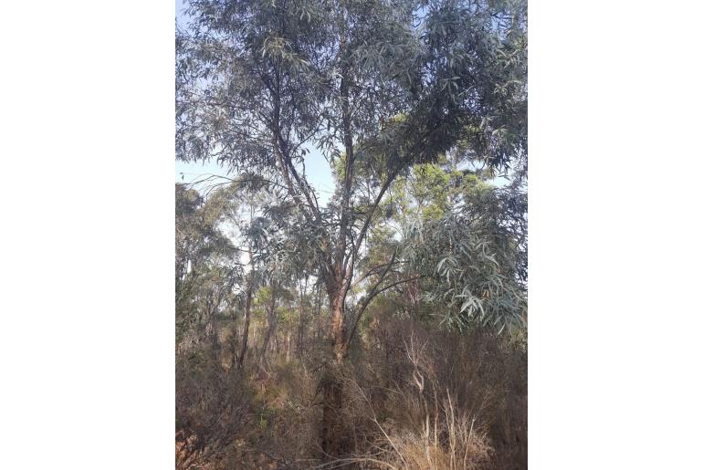 Eucalyptus tenuiramis -17617