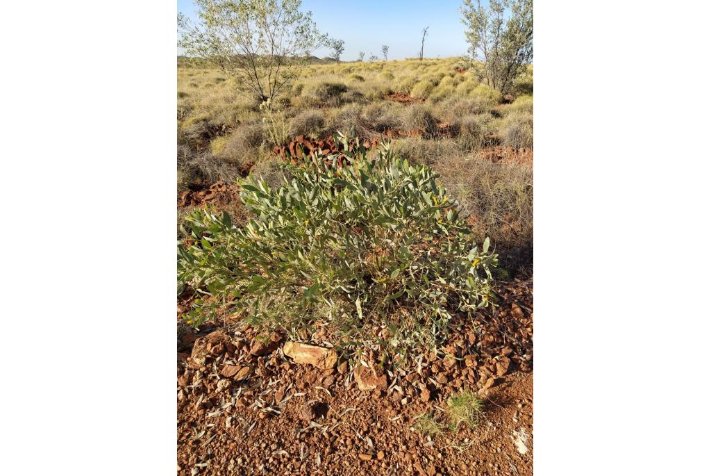 Velvet Hill acacia