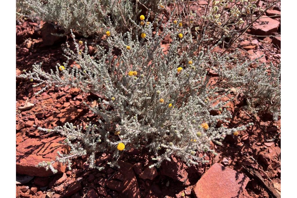 Grijze bladerkrans acacia